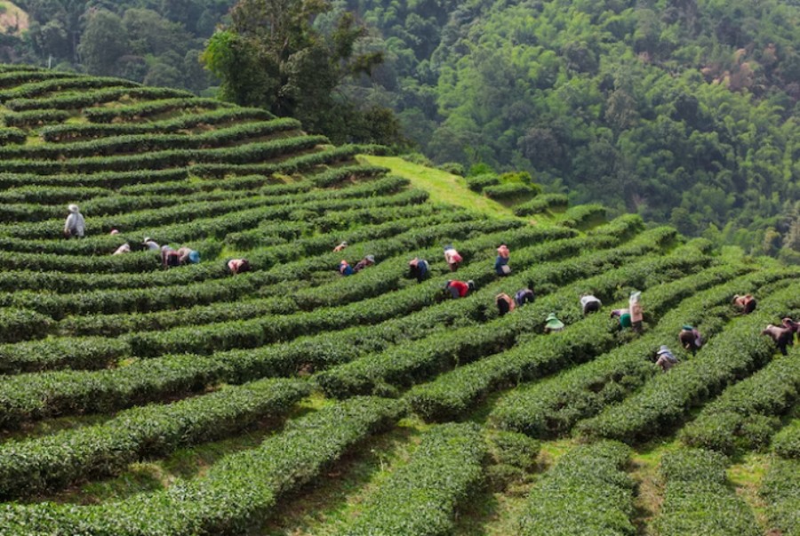 Darjeeling's Lovely 4 Tea Estate Travel!